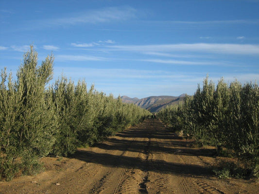 Prince Albert Olives — South Africa