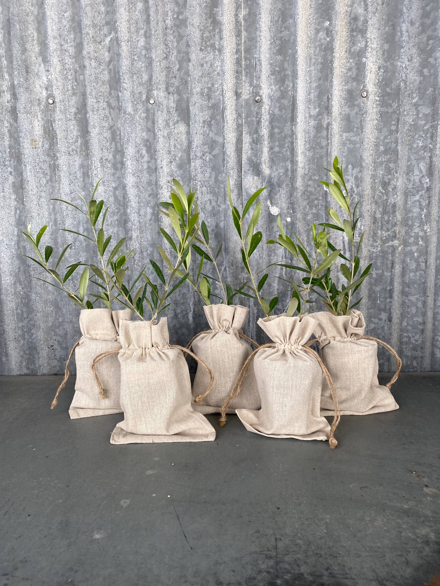 Multi-Branch Mission Olive Tree