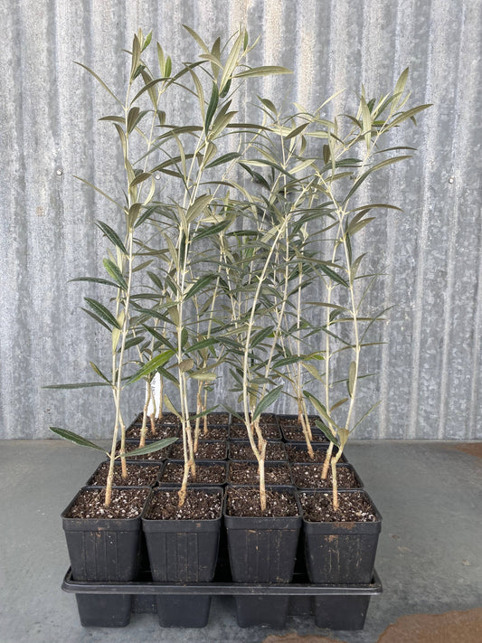 Olive Trees, 3 inch nursery pot