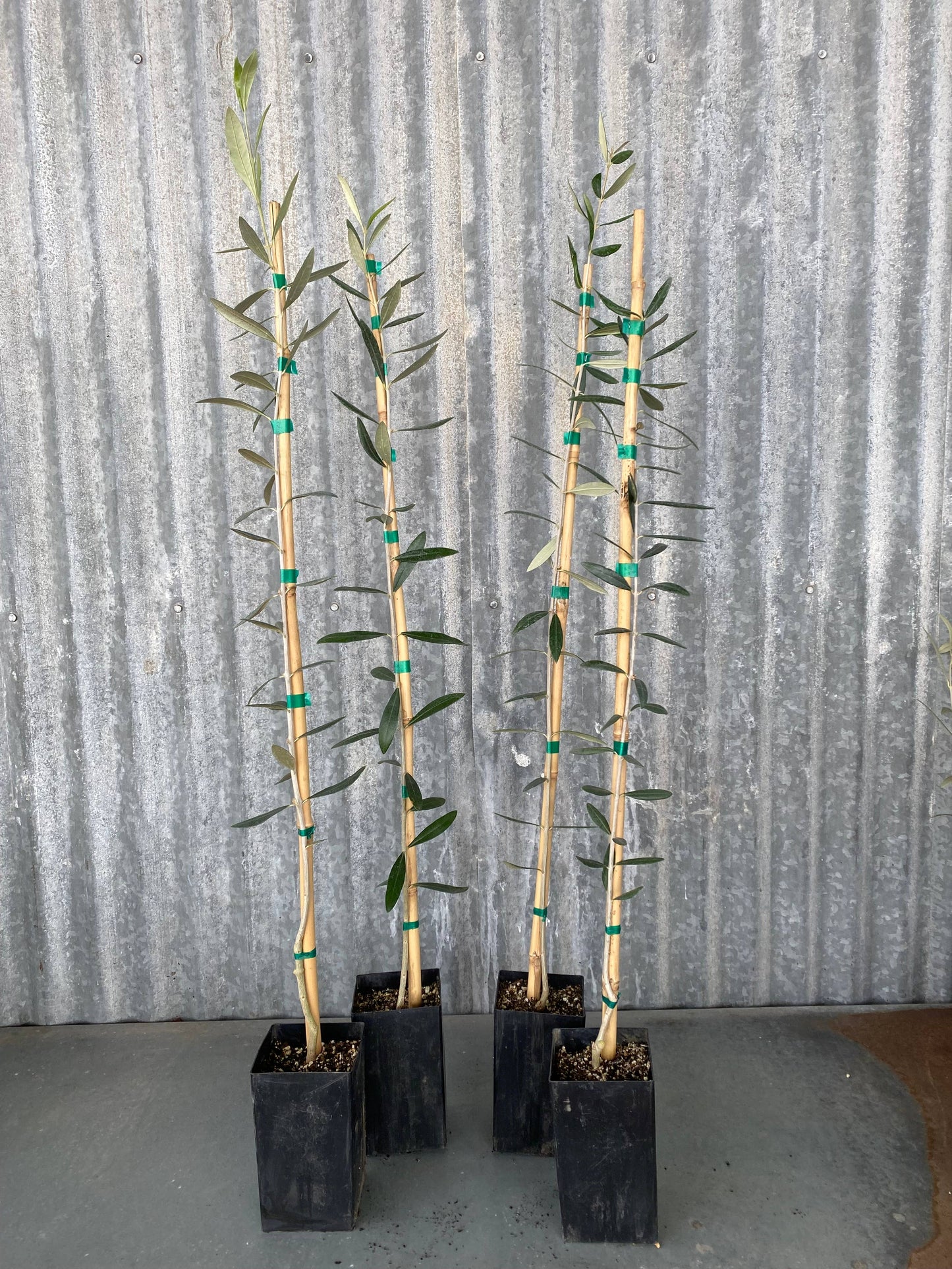 Koroneiki Olive Tree, 4 inch nursery pot