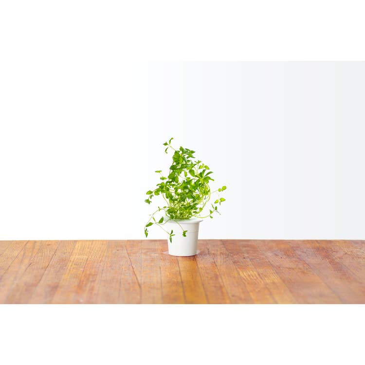Oregano Plant Pods