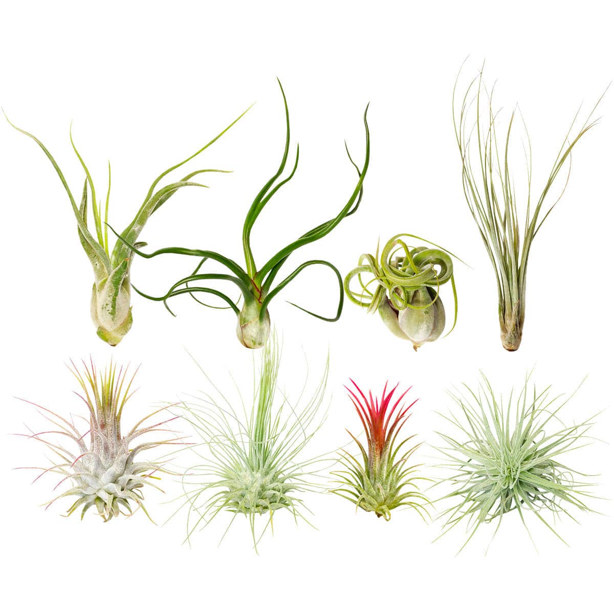 Live Air Plants Assorted Airplants