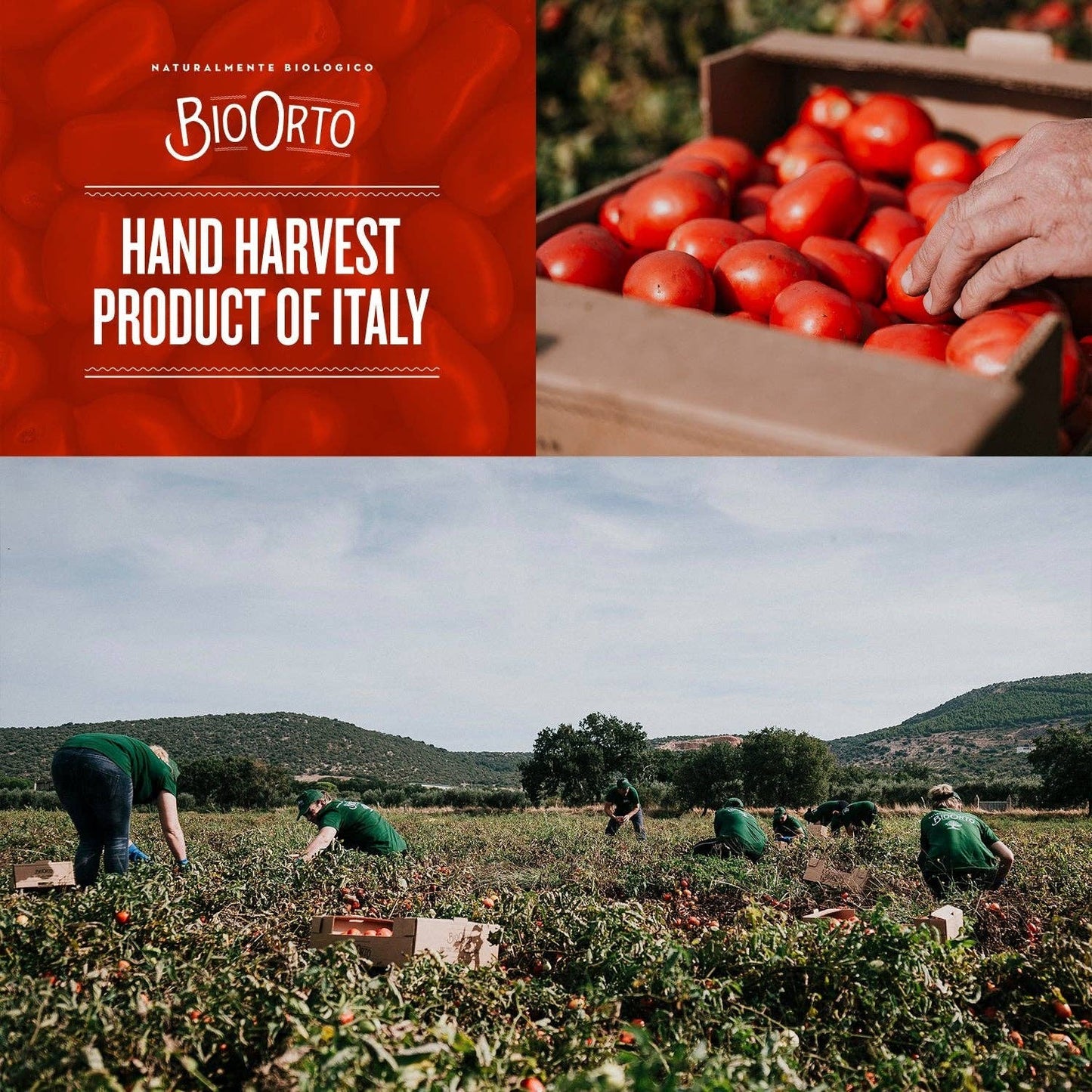Bio Orto Organic Red Datterini Tomatoes in Water