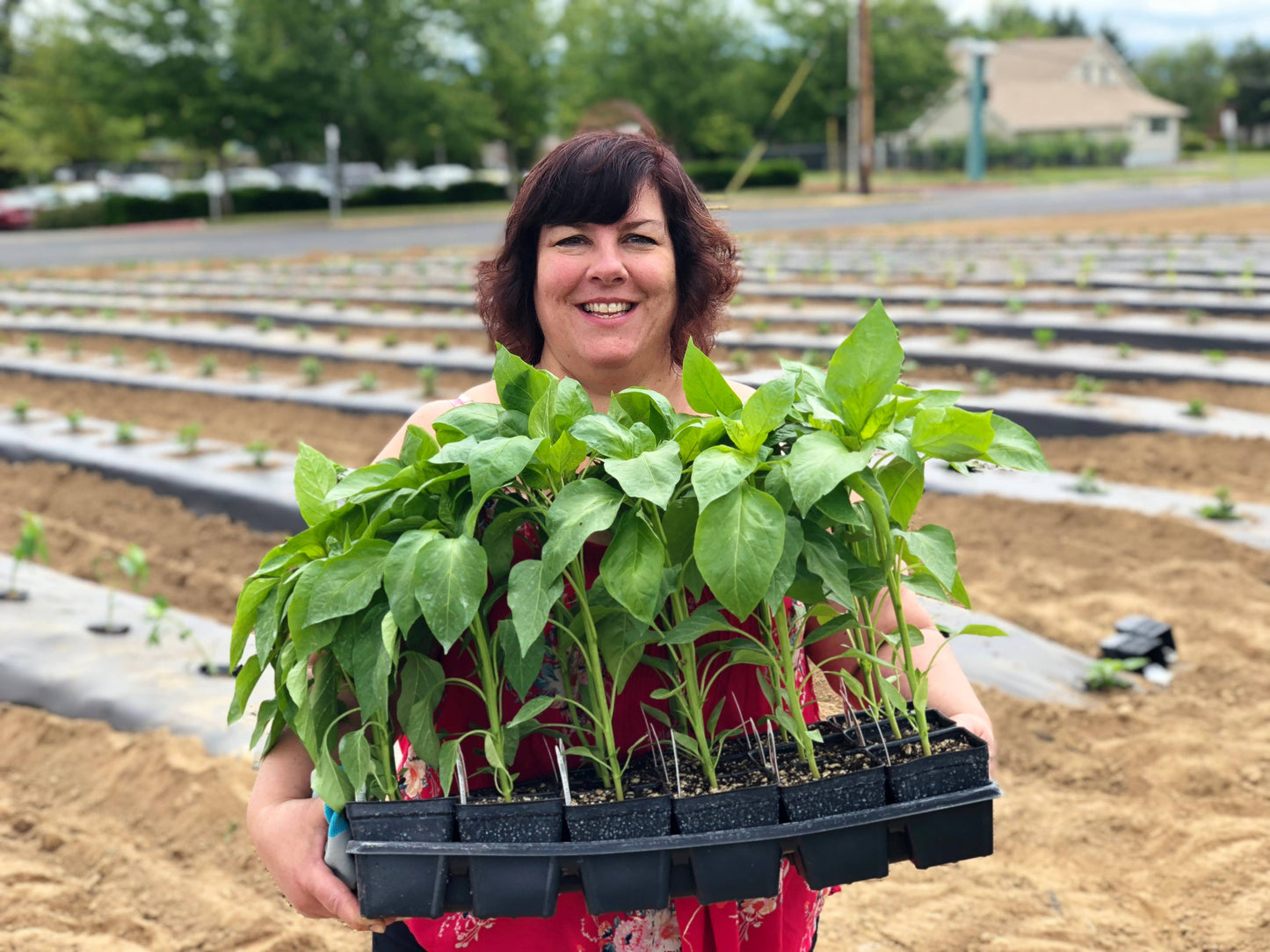 Raspberry Habanero Pepper Jelly
