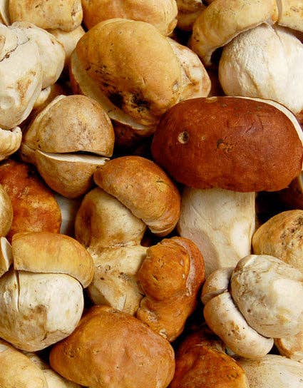 Dried Porcini #1 Mushrooms