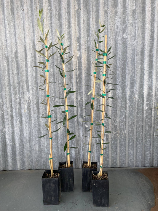 Koroneiki Olive Tree, 4 inch nursery pot